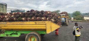 Filière palmier à huile Socapalm