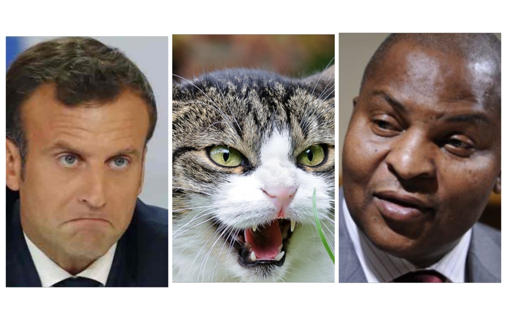 La France, les chats, et la République Centrafricaine