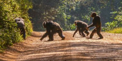 Espèces protégées : les gorilles du Cameroun ont mal en leur habitat