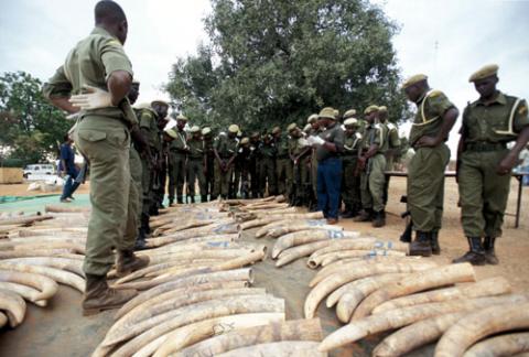 Au total, 711 éléphants tués de 2014 à 2020. A ce rythme, il est à craindre la fin de la lutte contre le trafic d’éléphants, parce que les braconniers auront tué toutes les espèces.