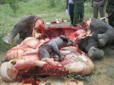 Au total, 711 éléphants tués de 2014 à 2020. A ce rythme, il est à craindre la fin de la lutte contre le trafic d’éléphants, parce que les braconniers auront tué toutes les espèces.