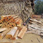 Bois de mangroves coupé pour du fumage