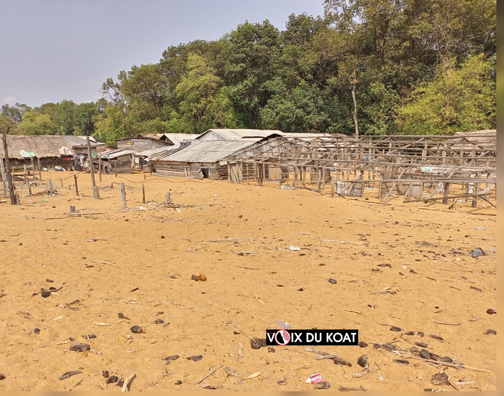 Biodiversité marine : une lueur d’espoir dans les eaux troubles du Cameroun