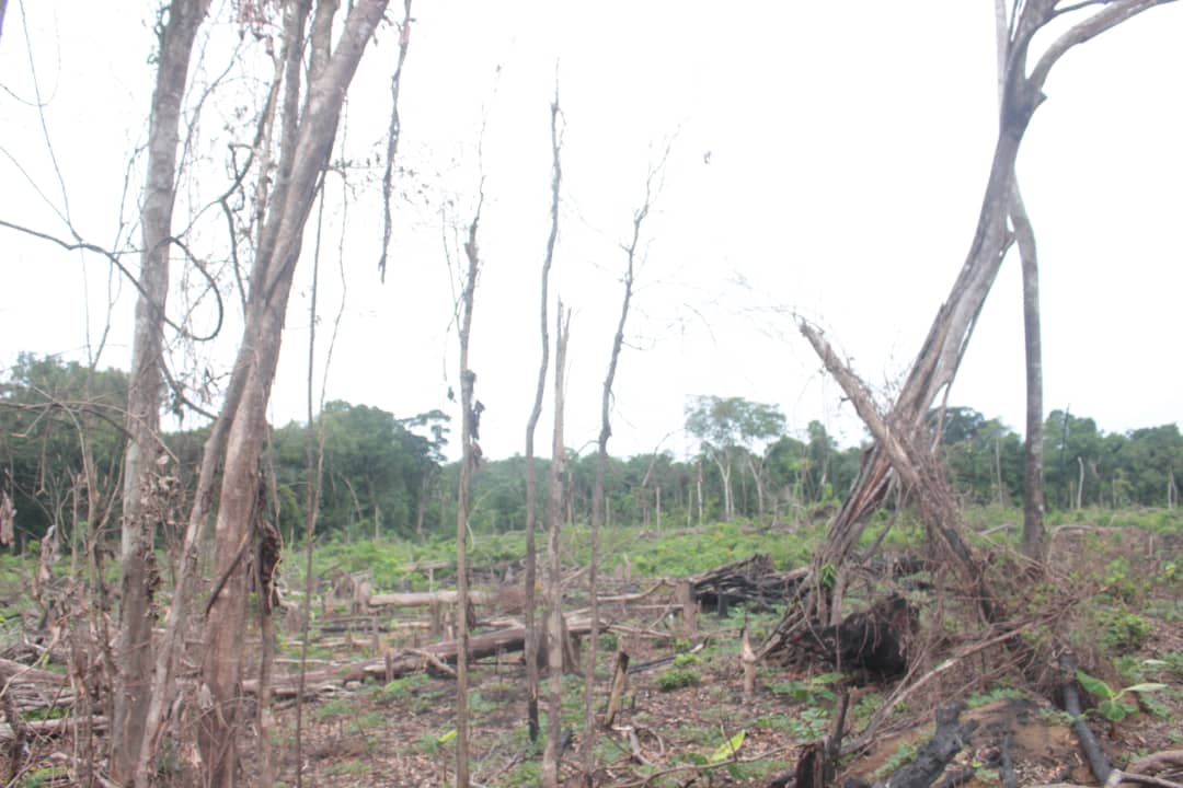 Déforestation : plus de 800 ha détruits à Dizanguè