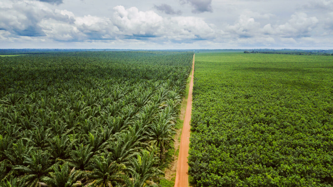 É𝗰𝗼𝗻𝗼𝗺𝗶𝗲 𝘃𝗲𝗿𝘁𝗲 : 𝗦𝗼𝗰𝗮𝗽𝗮𝗹𝗺, 𝘃𝗶𝘁𝗿𝗶𝗻𝗲 𝗰𝗮𝗺𝗲𝗿𝗼𝘂𝗻𝗮𝗶𝘀𝗲 𝗱𝘂 𝗺𝗼𝗱è𝗹𝗲 𝗱𝘂𝗿𝗮𝗯𝗹𝗲 𝗱𝘂 𝗚𝗿𝗼𝘂𝗽𝗲 𝗦𝗼𝗰𝗳𝗶𝗻