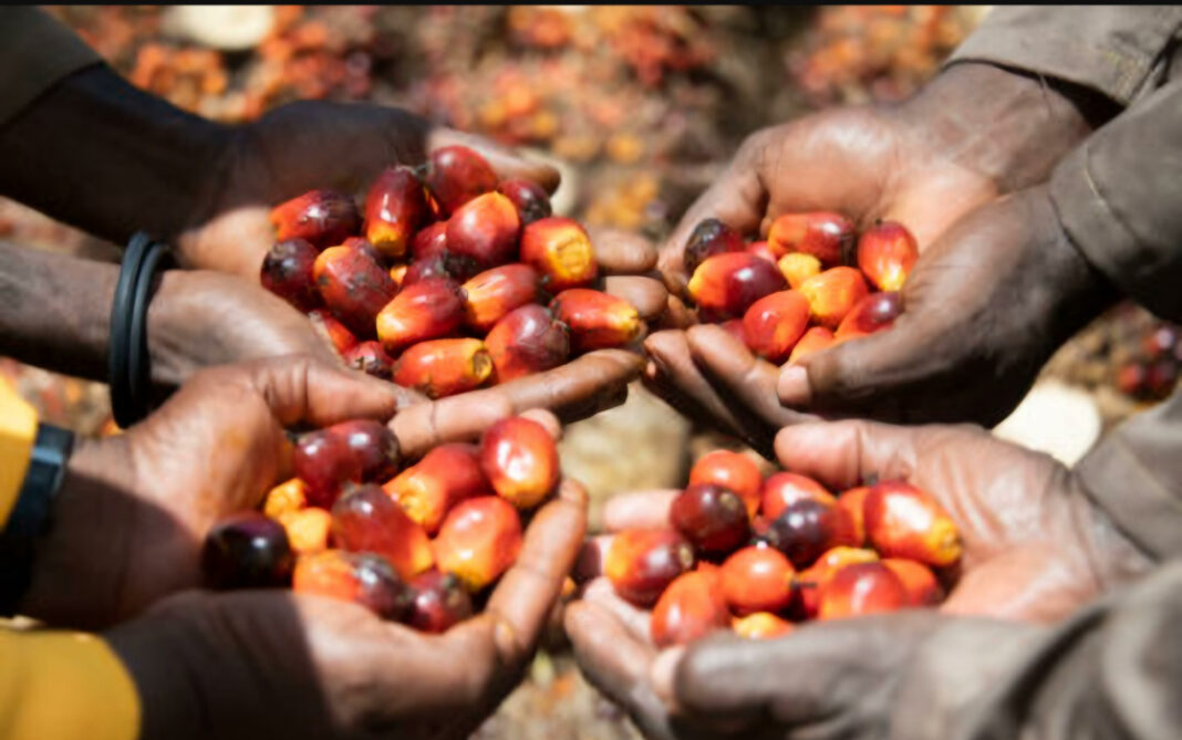 Dans les plantations, les huileries et les villages riverains, la stratégie de développement durable de Socfinaf prend une dimension concrète. Présent dans huit pays d'Afrique de l'Ouest et centrale, le groupe Socfinaf dont fait partie la Socapalm, est riche de 25.853 collaborateurs et d'un chiffre d'affaires net de 642 millions d'euros en 2025