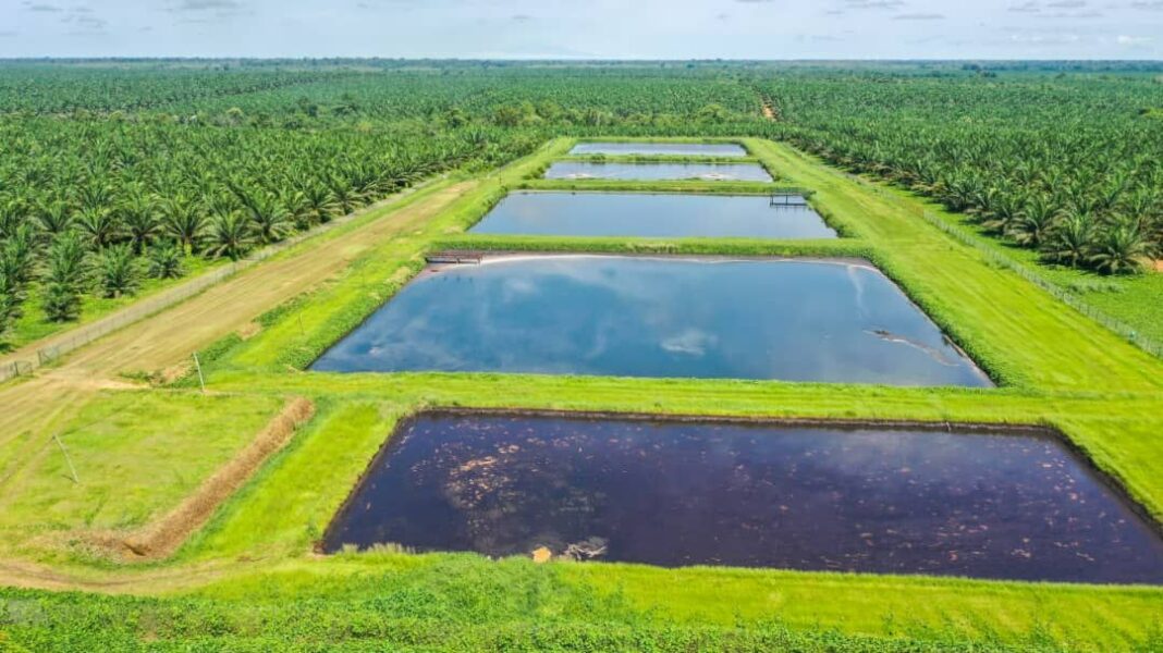 De Kienké à Édéa, Mbambou, Mbongo et Dibombari, Socapalm déploie un même modèle de gestion des effluents. Ce système de lagunage est fondé sur les mécanismes naturels d’épuration, le contrôle scientifique et la concertation avec les communautés