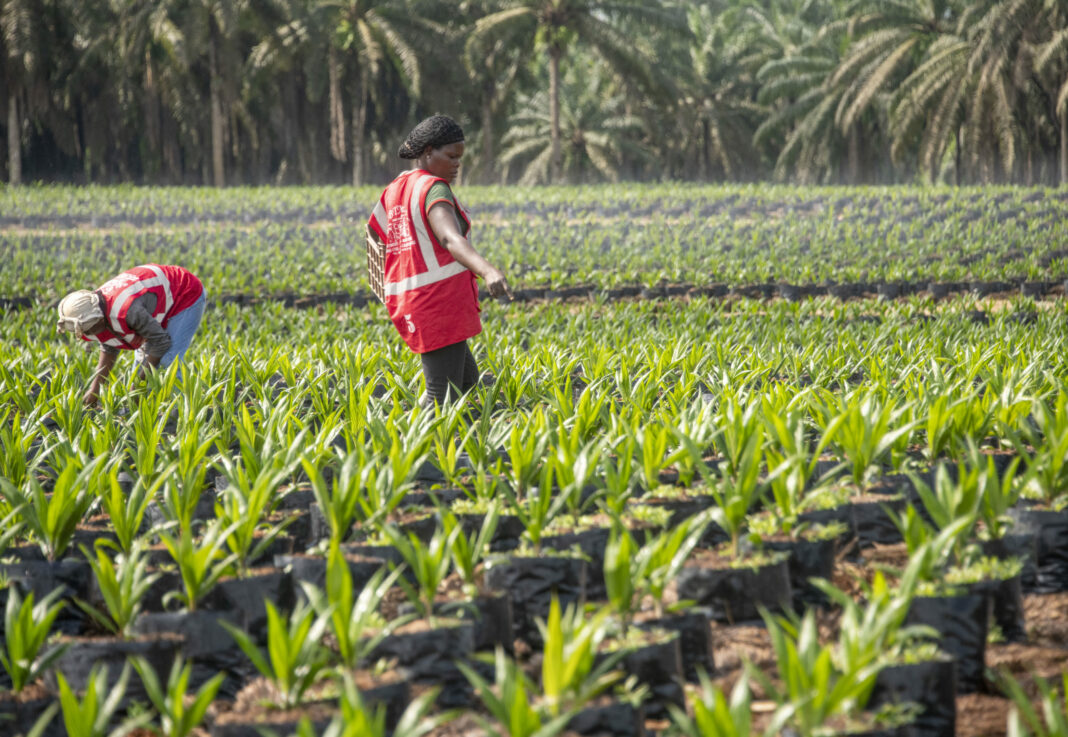 Dans l’agriculture tropicale, la durabilité se construit au cœur même de la production : gestion des sols et de l’eau, protection des forêts, maîtrise des émissions, traitement des effluents et traçabilité des matières premières. La Déclaration de durabilité 2025 de Socfinaf présente une stratégie fondée sur des standards internationaux, des outils scientifiques et un engagement contre la déforestation. Au Cameroun, la Socapalm en assure la mise en œuvre à travers la certification RSPO de ses six sites et un système de management environnemental certifié ISO 14001.